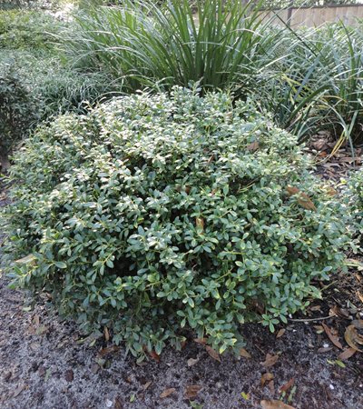 Japanese Holly Soft Touch